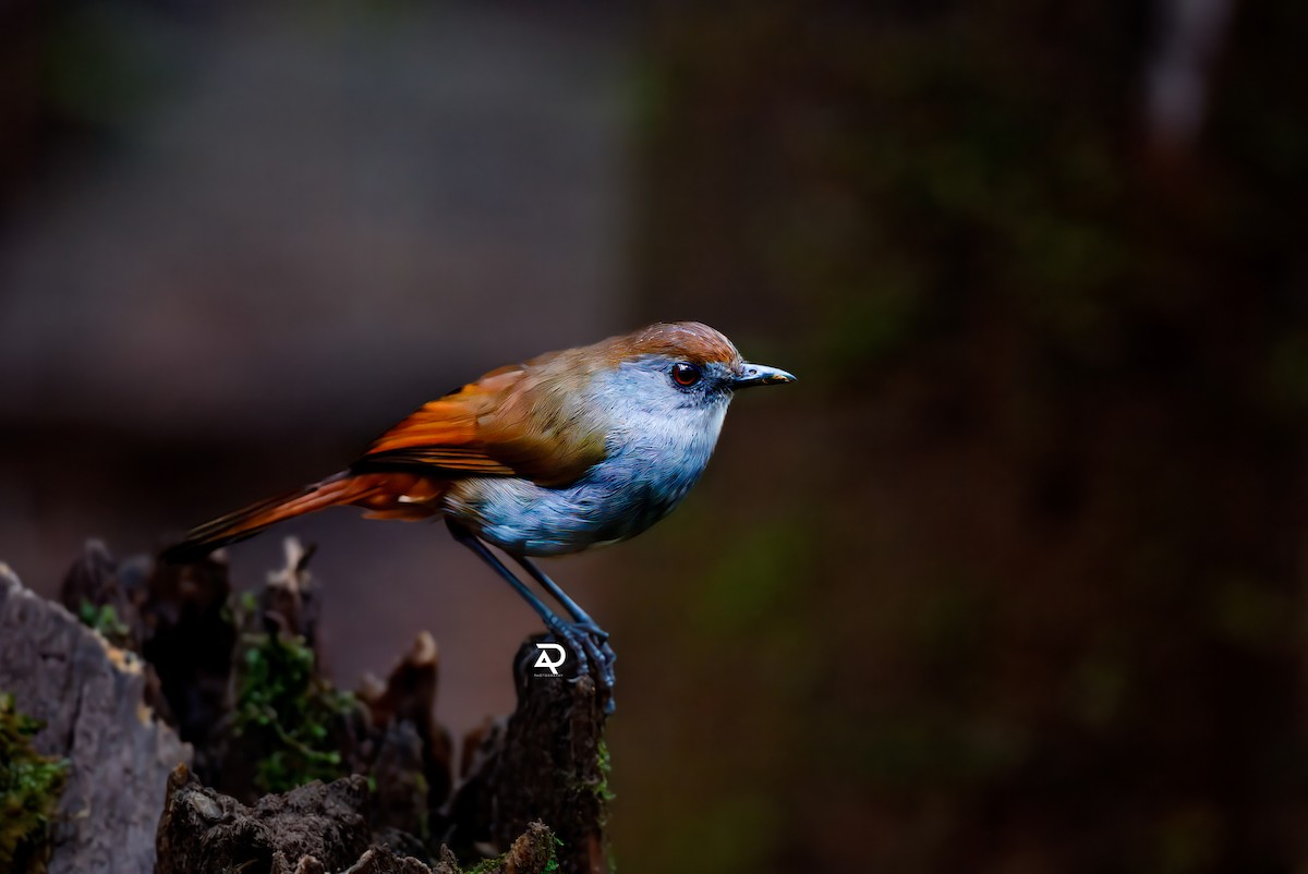 Bagobo Robin - ML643128891