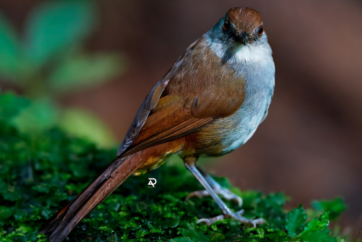 Bagobo Robin - ML643128892