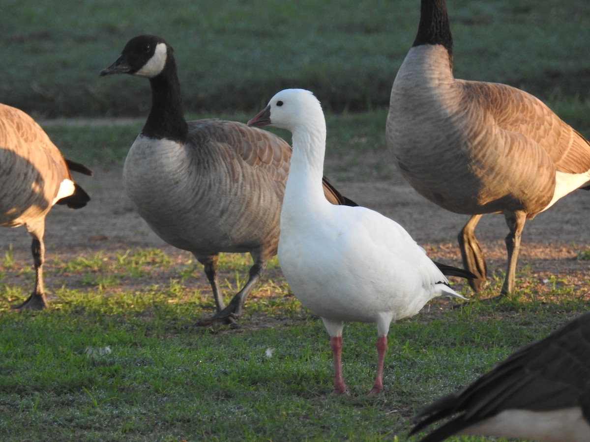 Ross's Goose - ML643128894