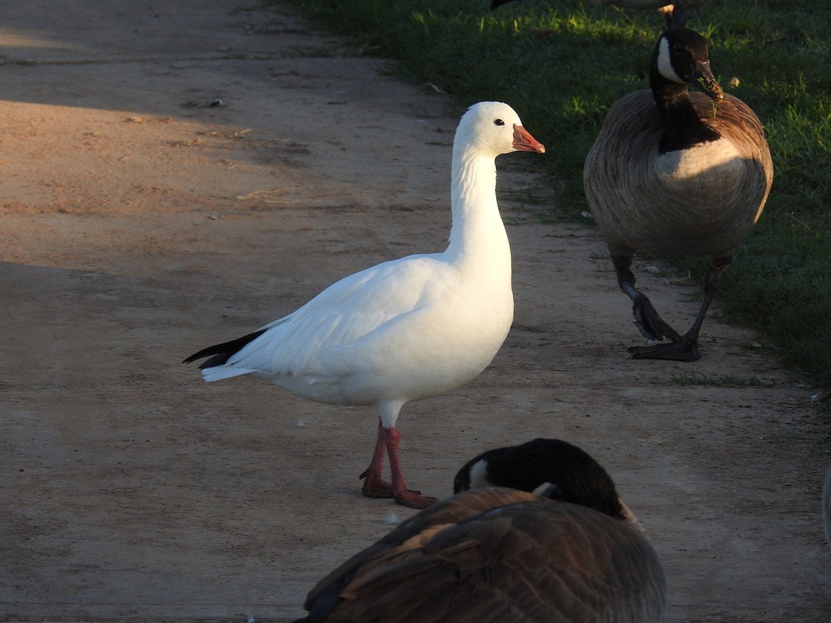 Ross's Goose - ML643128898