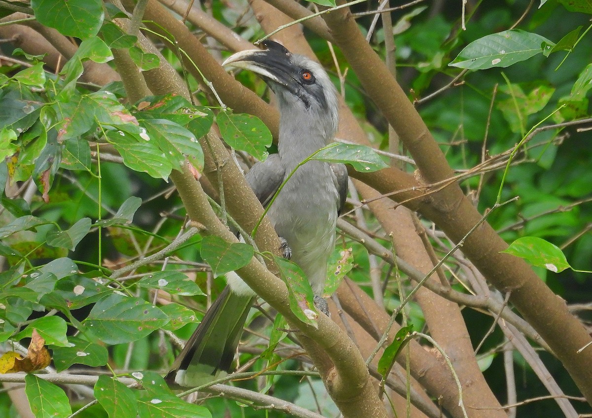 Indian Gray Hornbill - ML643128910