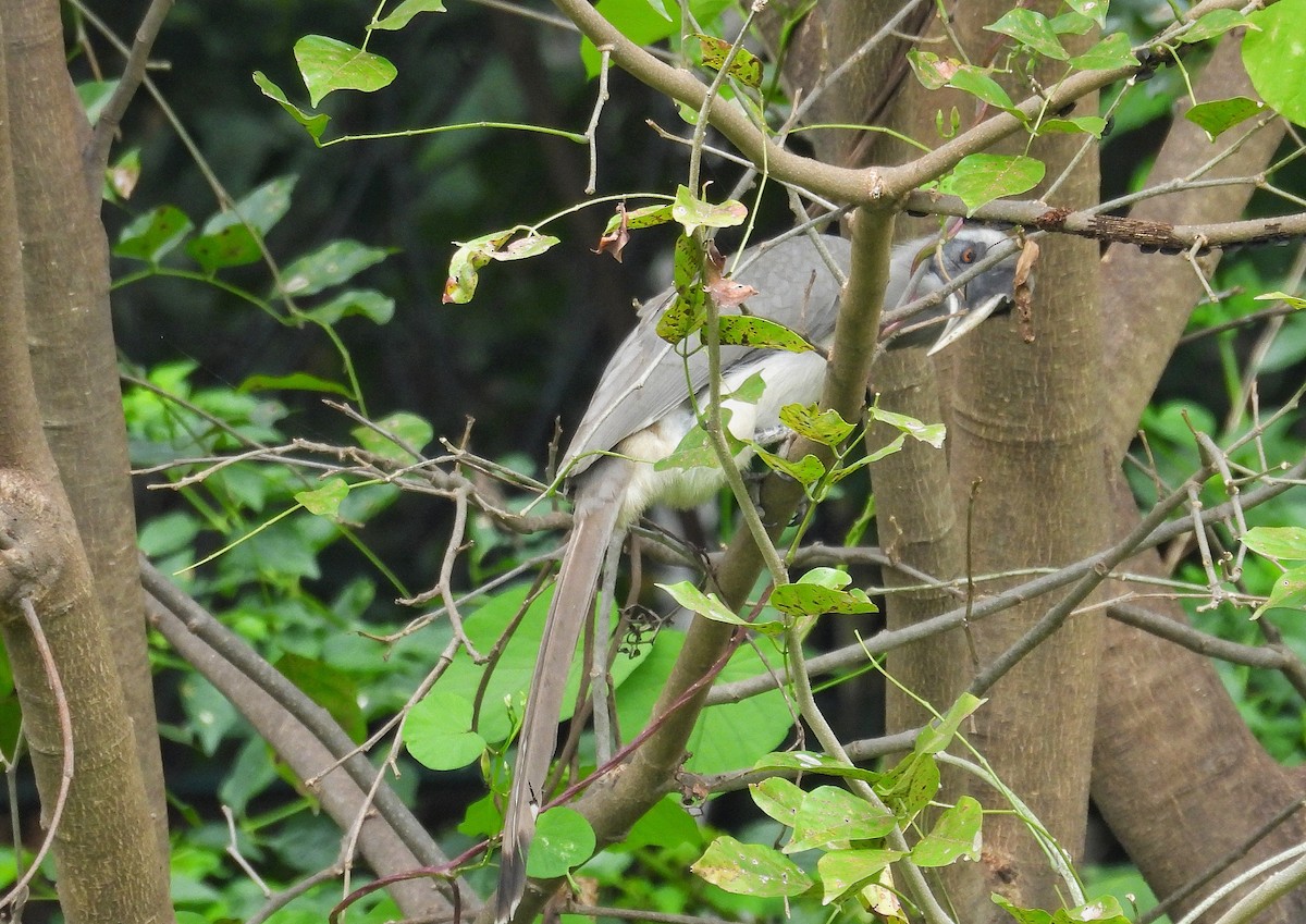 Indian Gray Hornbill - ML643128911