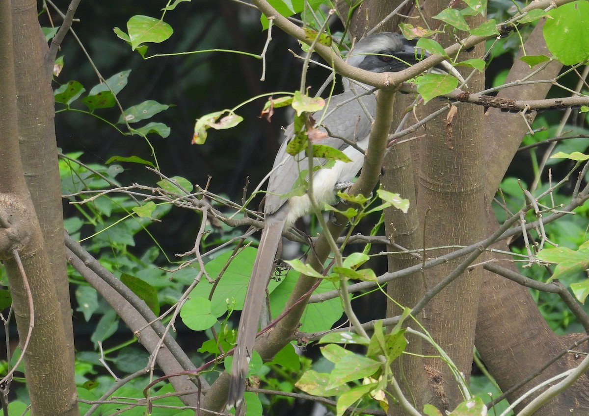 Indian Gray Hornbill - ML643128912