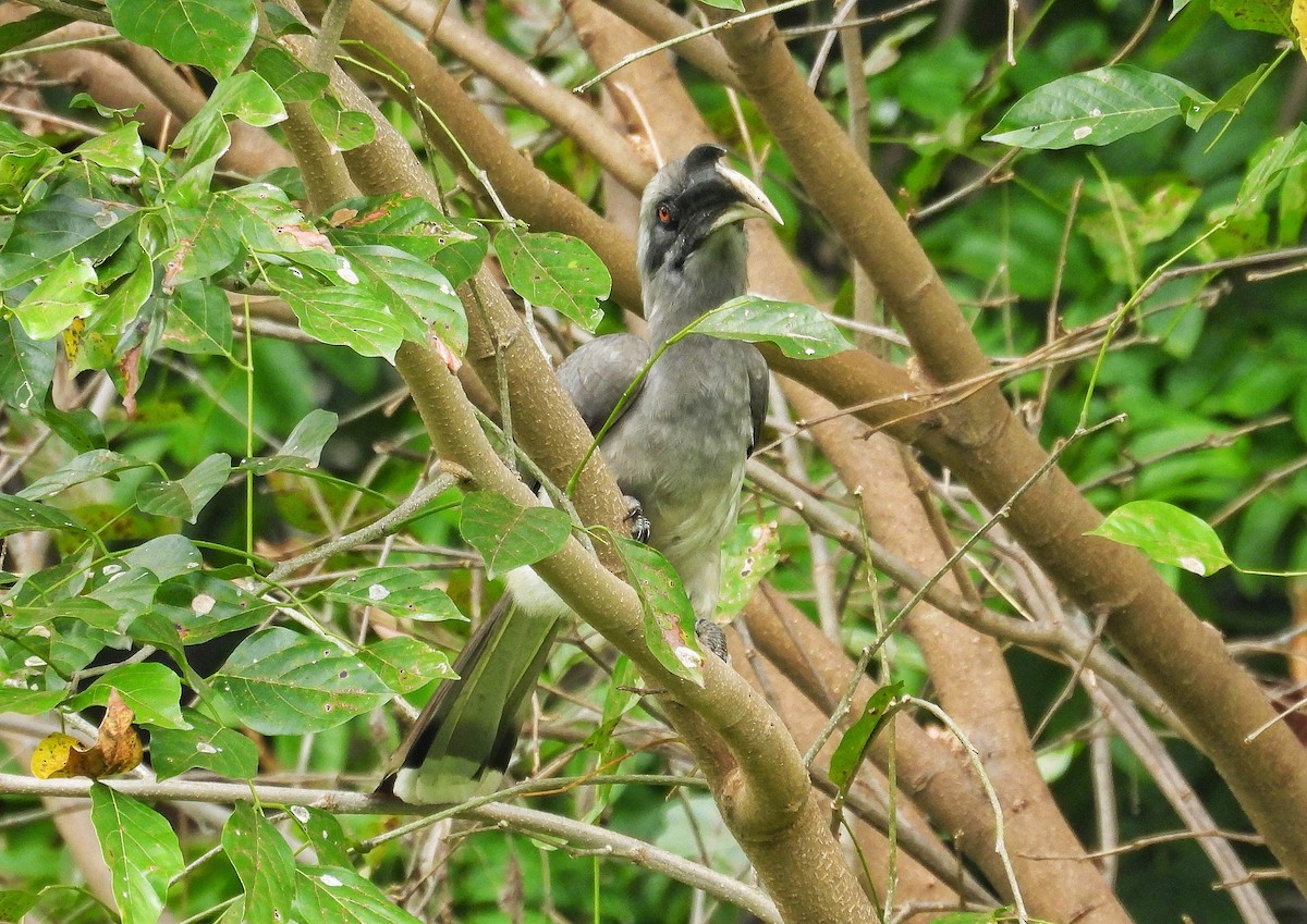 Indian Gray Hornbill - ML643128913