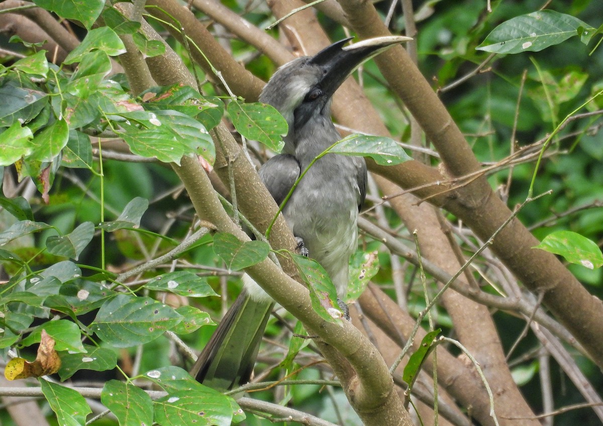 Indian Gray Hornbill - ML643128914