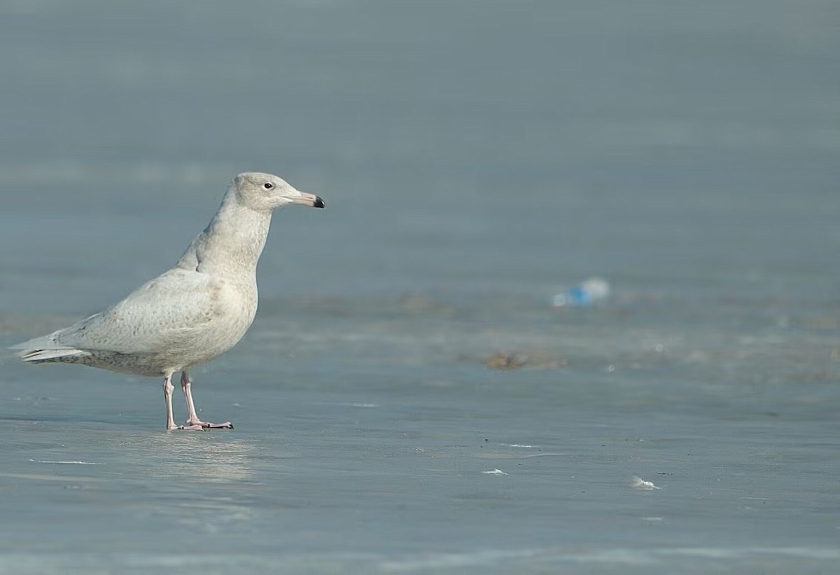 Eismöwe - ML643128915
