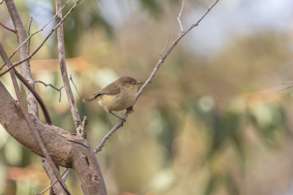 Western Thornbill - ML643128932