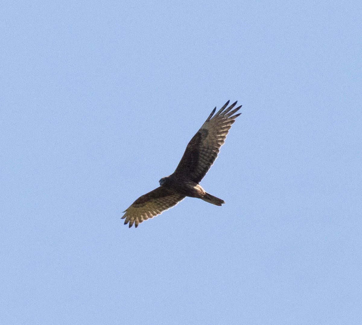 Swamp Harrier - ML643128947