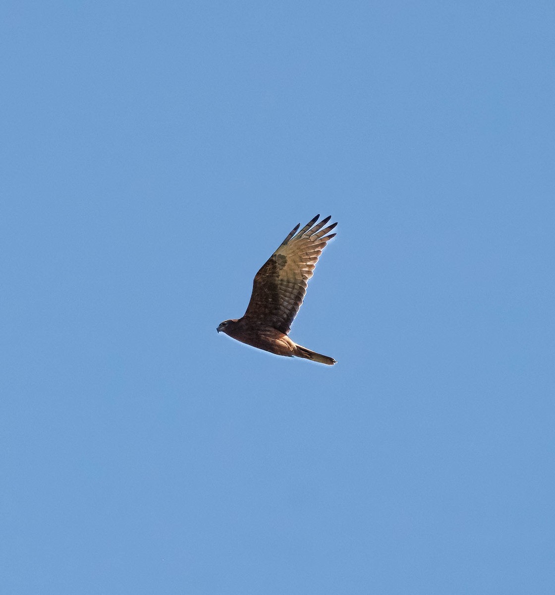 Swamp Harrier - ML643128948