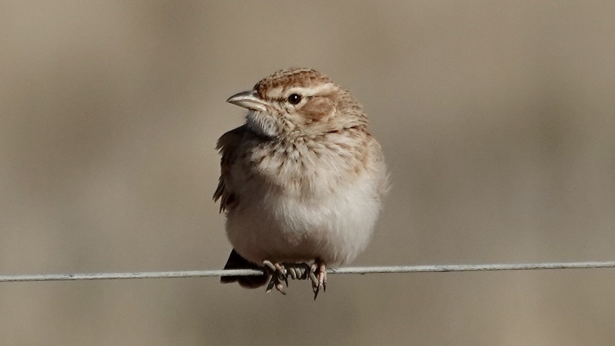 Fawn-colored Lark (Fawn-colored) - ML643129002