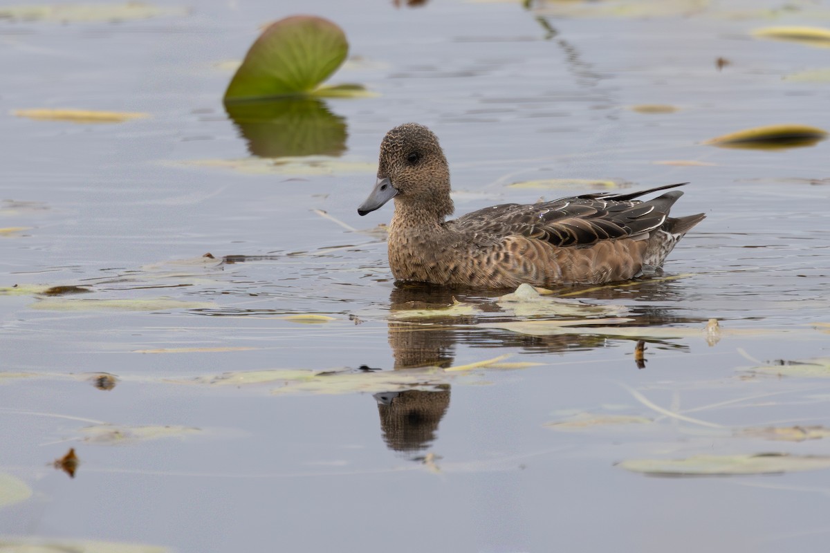 Eurasian Wigeon - ML643129003