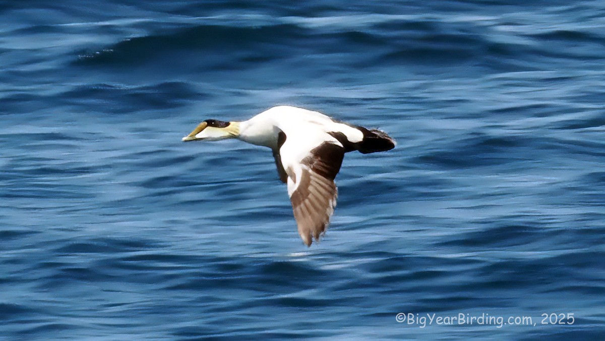 Common Eider - ML643129038