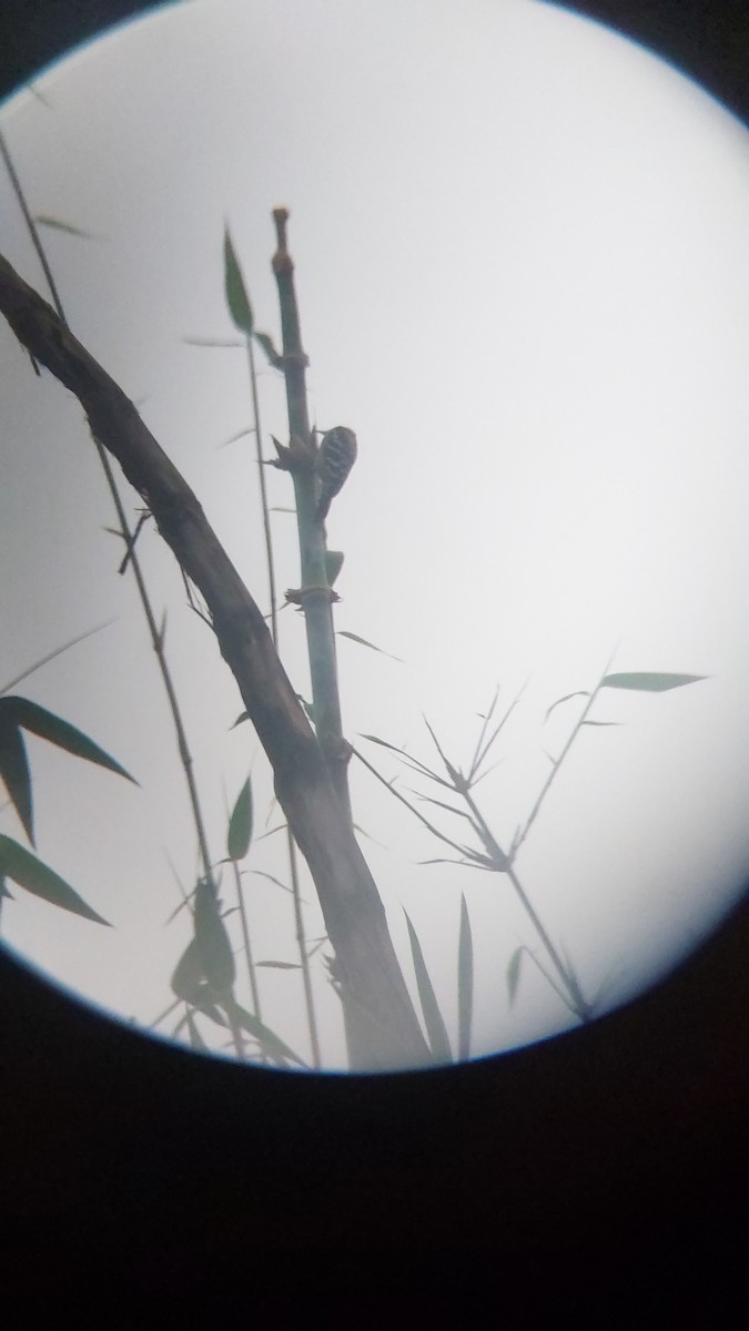 okerbrystspett - ML643129041