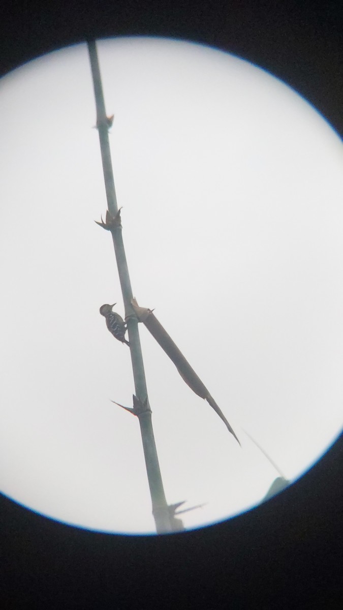 okerbrystspett - ML643129042