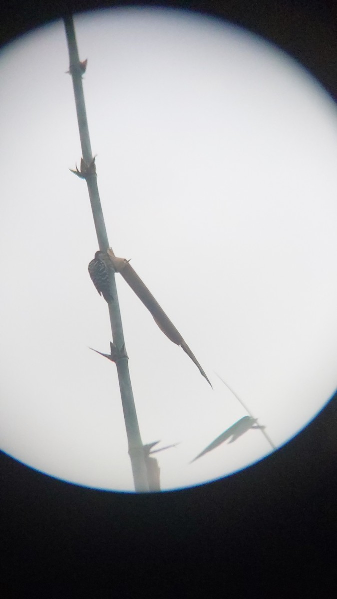 okerbrystspett - ML643129043