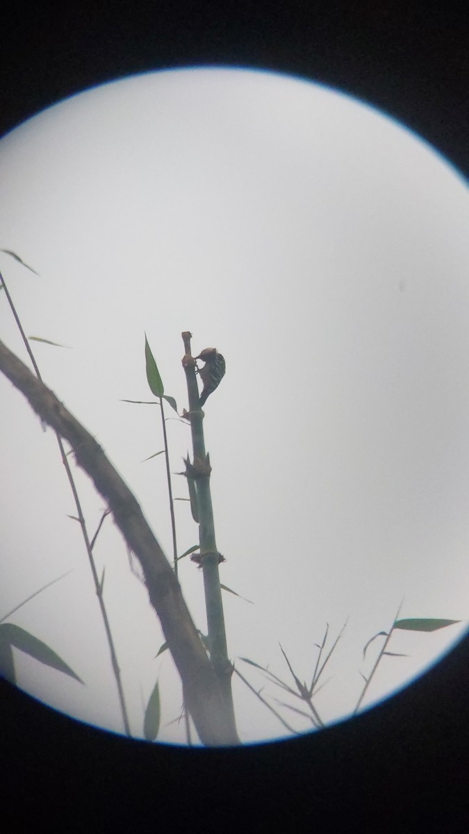 okerbrystspett - ML643129044