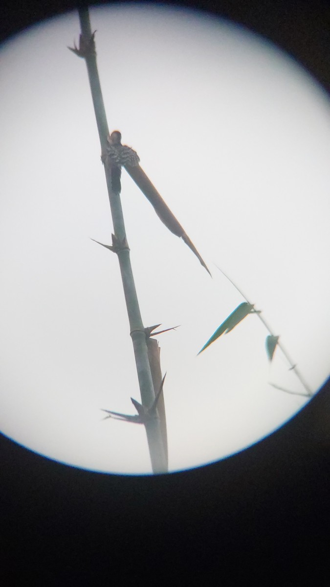 okerbrystspett - ML643129045