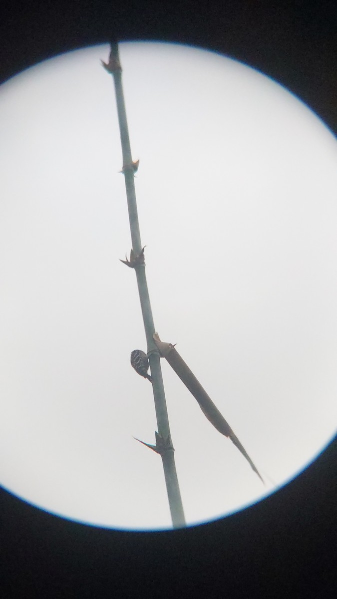 okerbrystspett - ML643129046