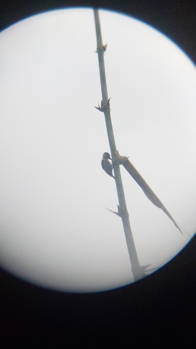 okerbrystspett - ML643129047