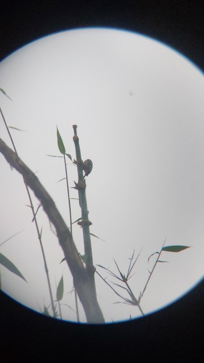 okerbrystspett - ML643129048