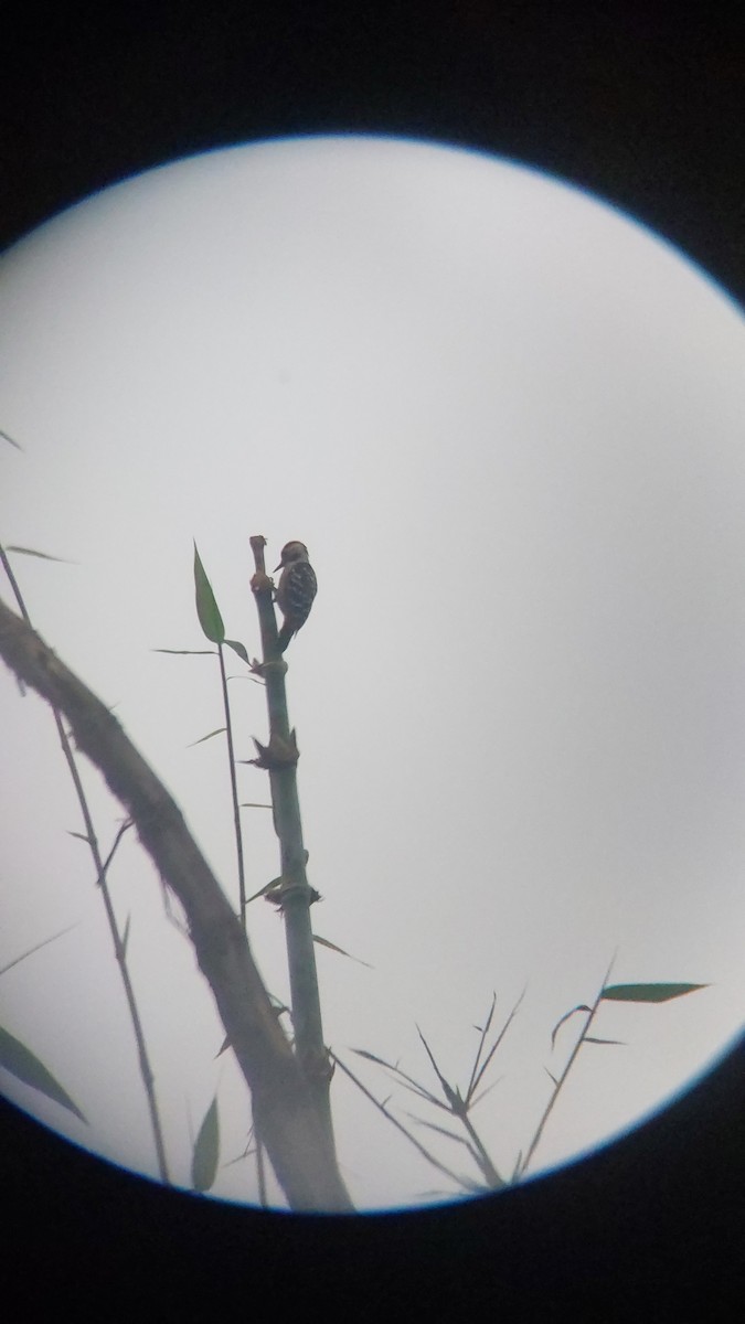 okerbrystspett - ML643129049