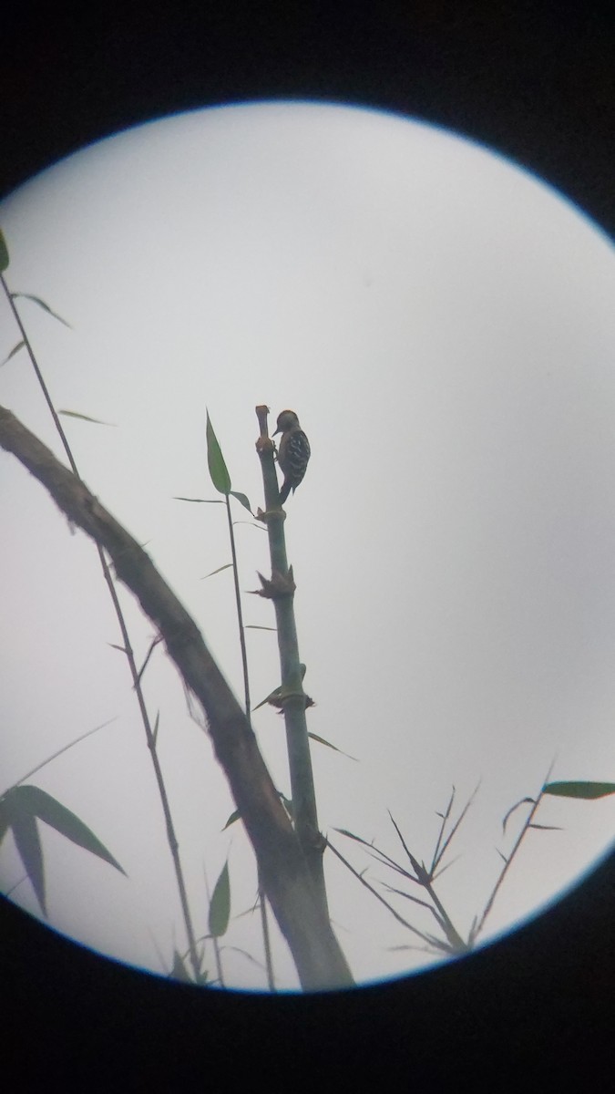 okerbrystspett - ML643129050