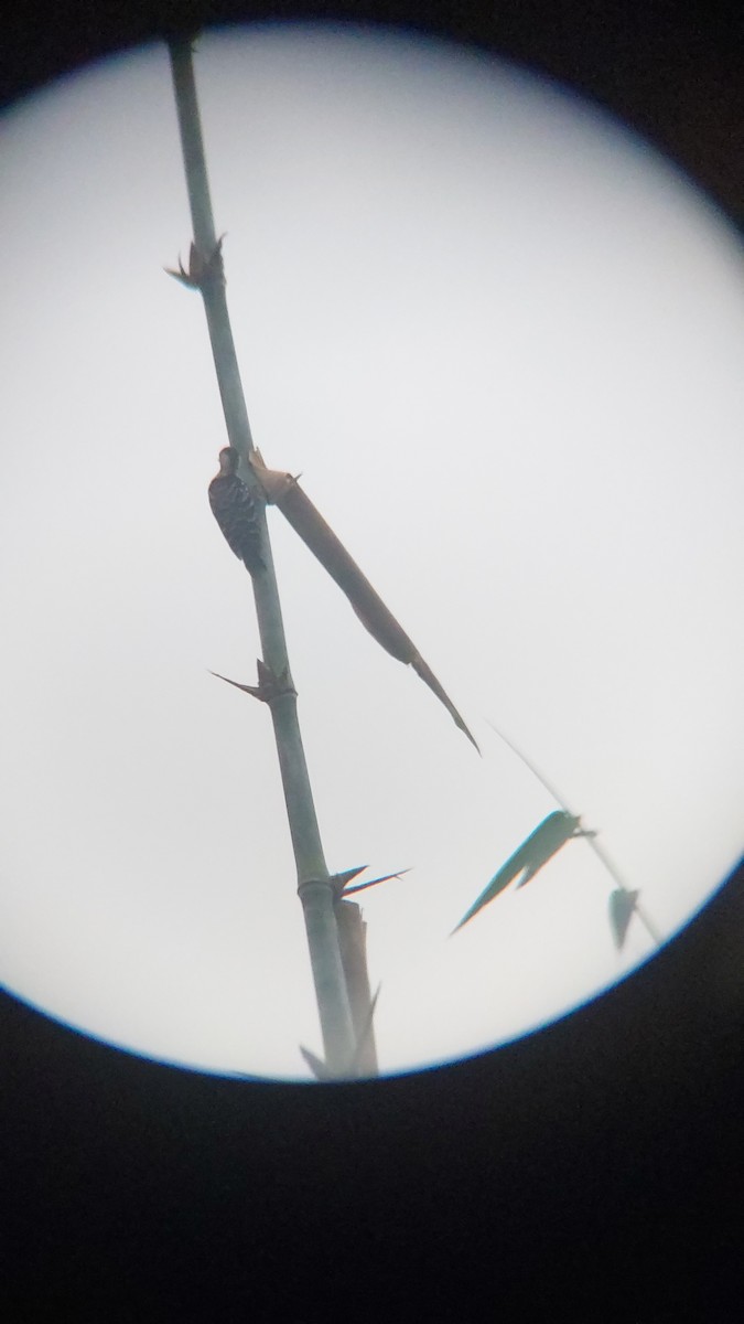 okerbrystspett - ML643129051