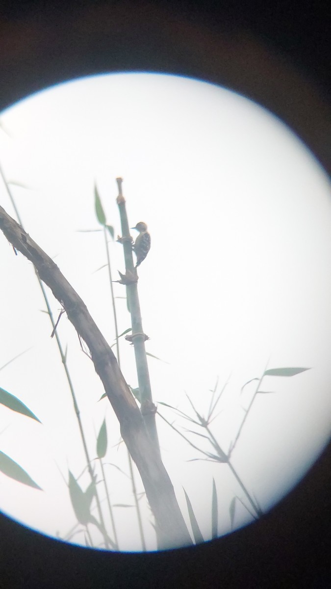 okerbrystspett - ML643129052