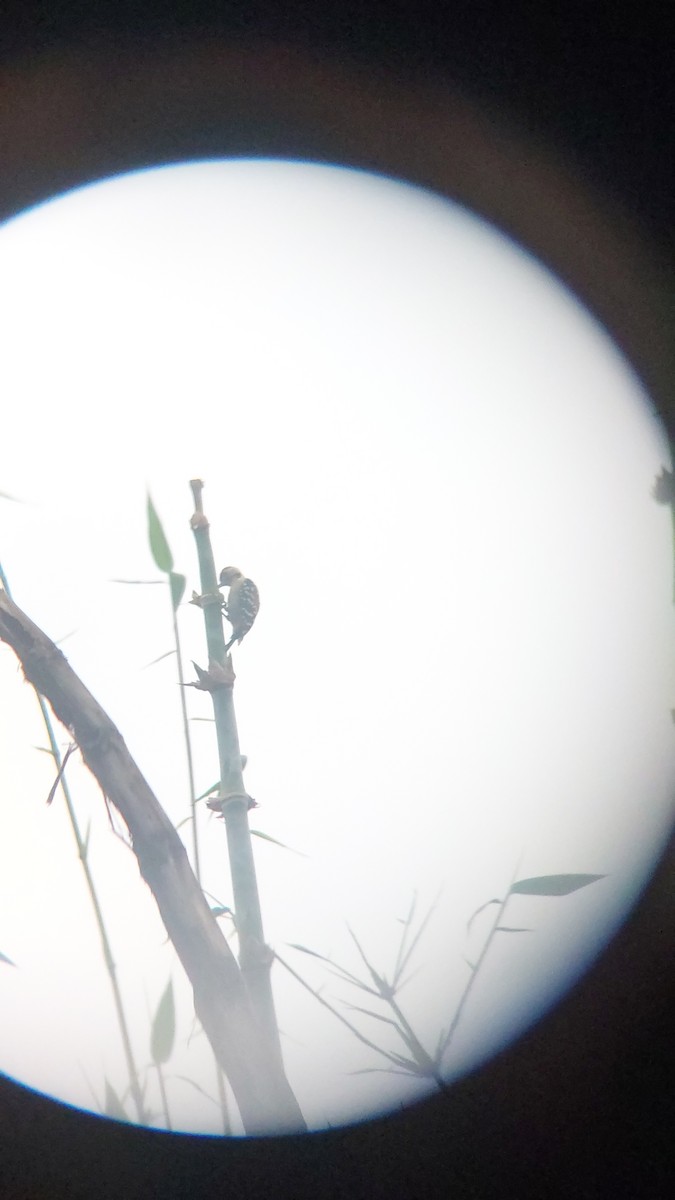 okerbrystspett - ML643129053