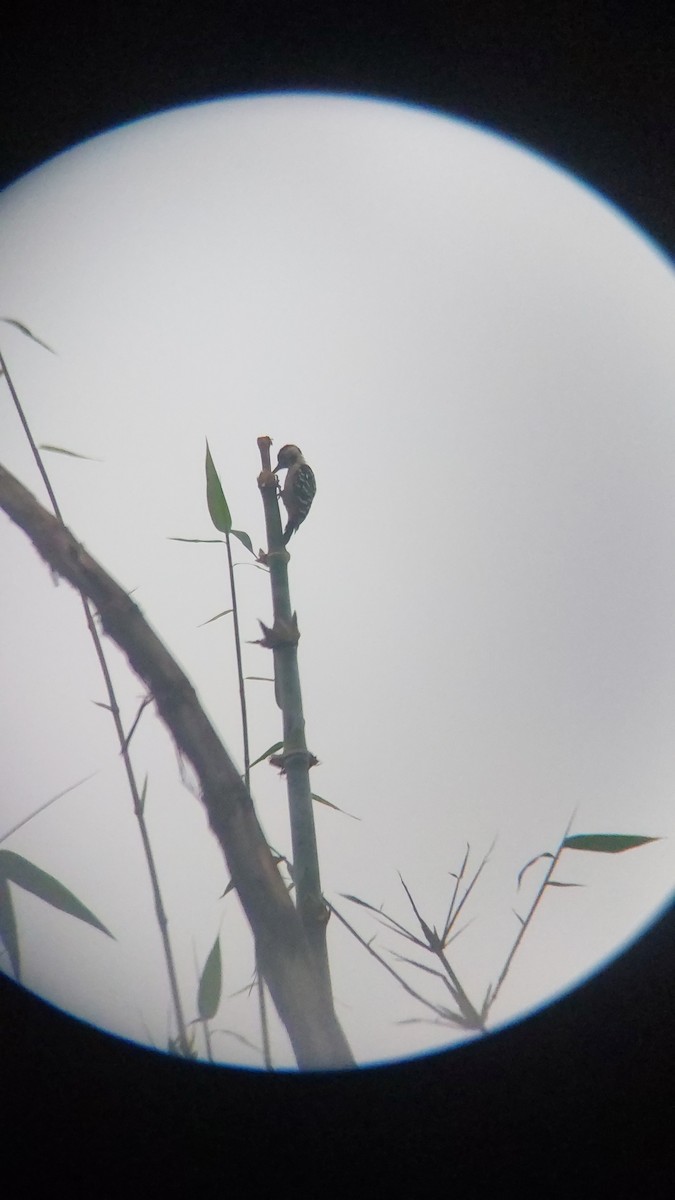 okerbrystspett - ML643129054