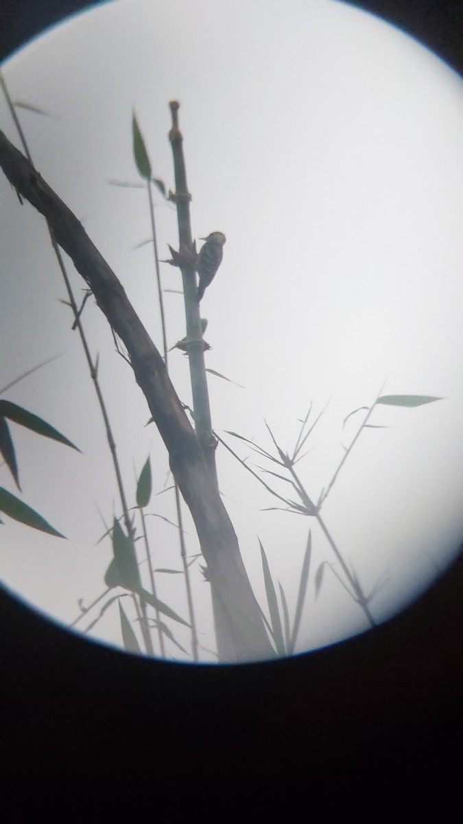 okerbrystspett - ML643129055