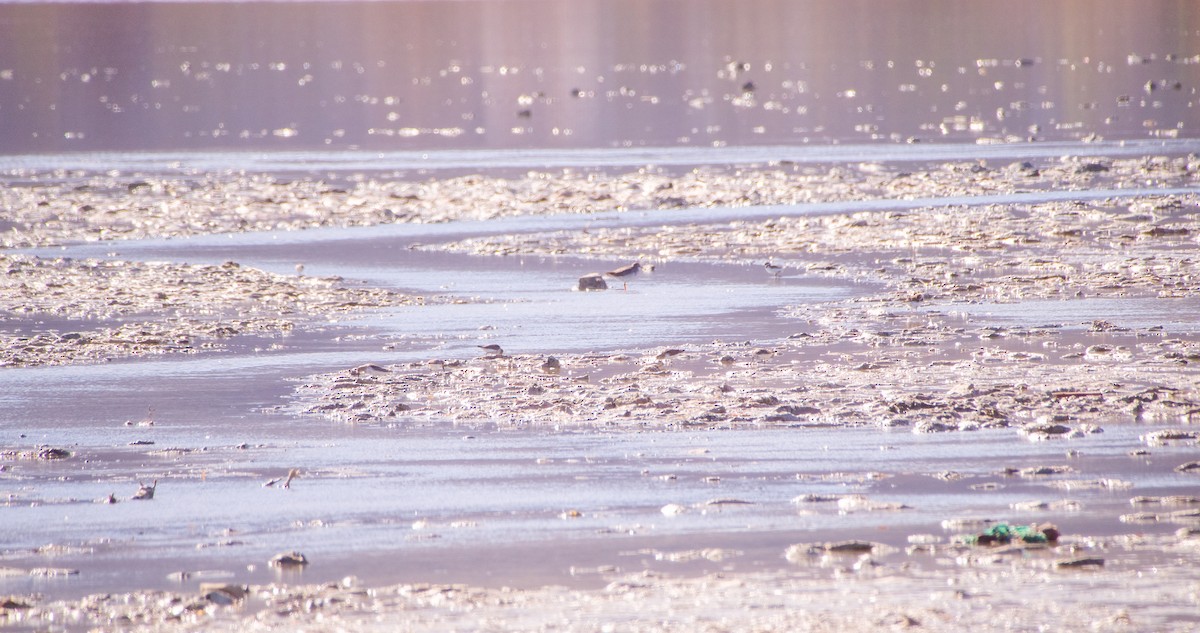 Curlew Sandpiper - ML643129062