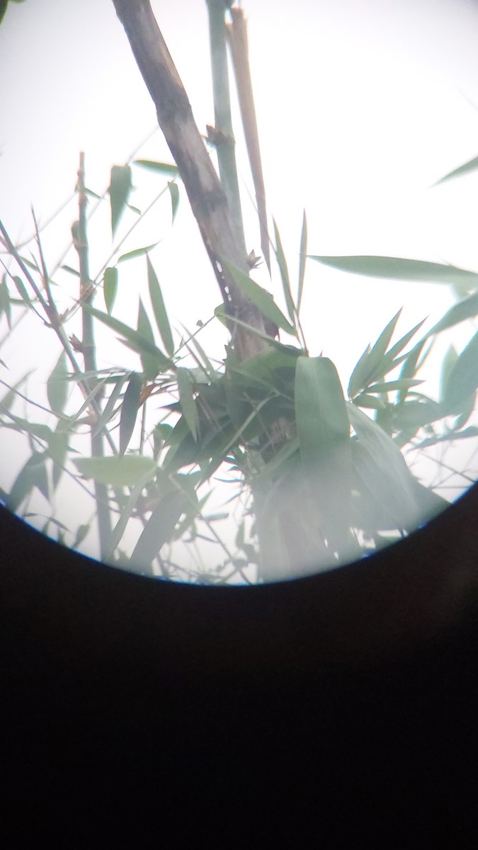 okerbrystspett - ML643129070