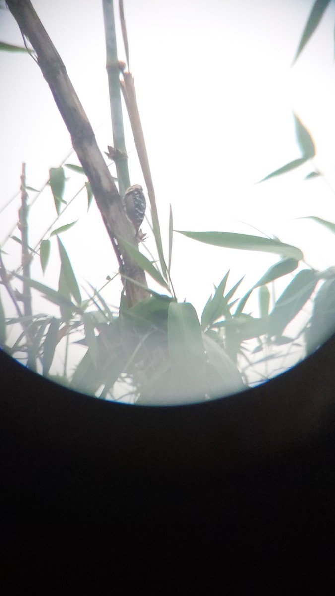 okerbrystspett - ML643129071