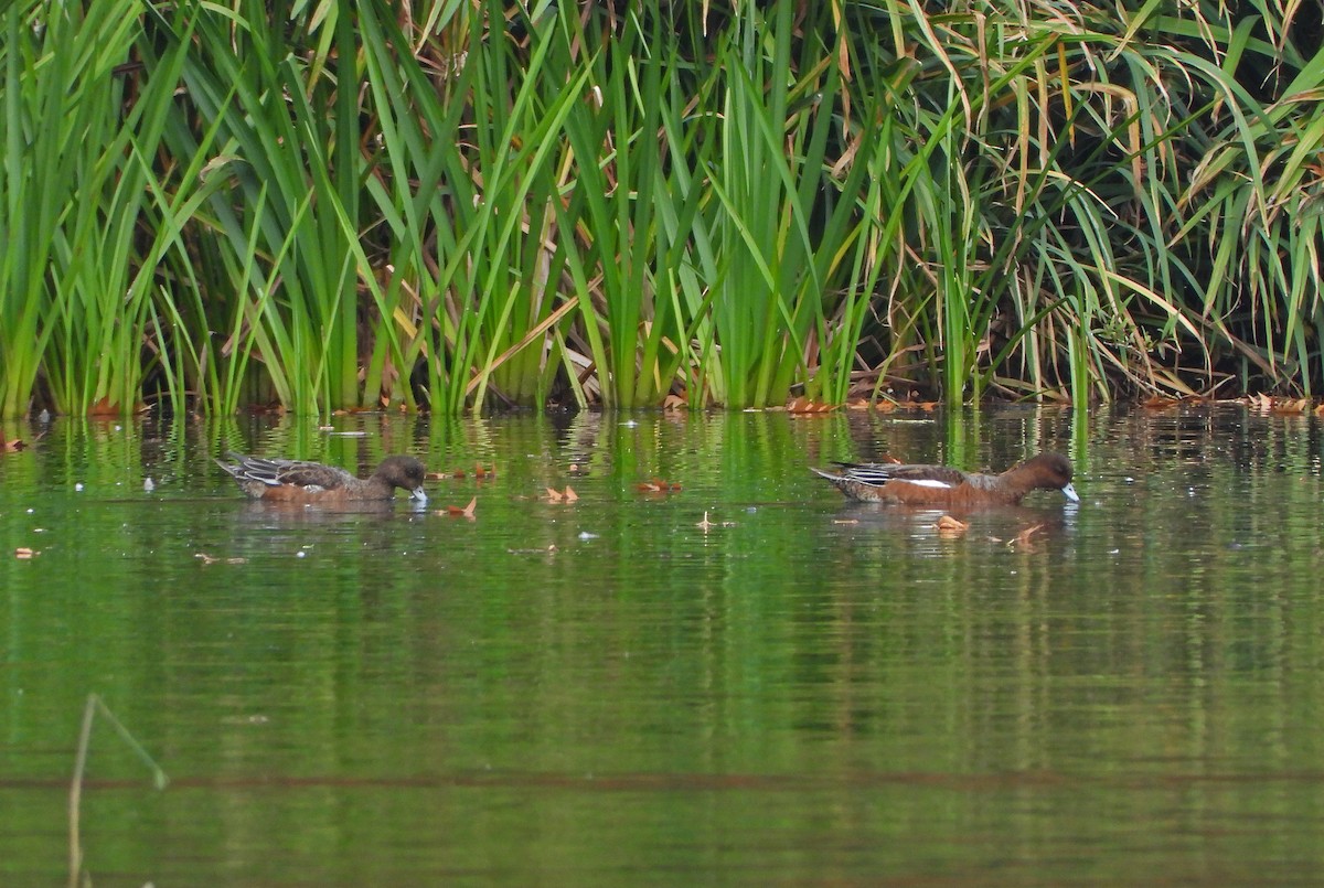 Eurasian Wigeon - ML643129126