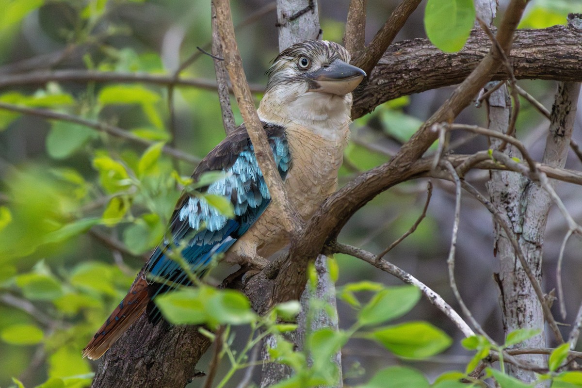 Martin-chasseur à ailes bleues - ML643129146