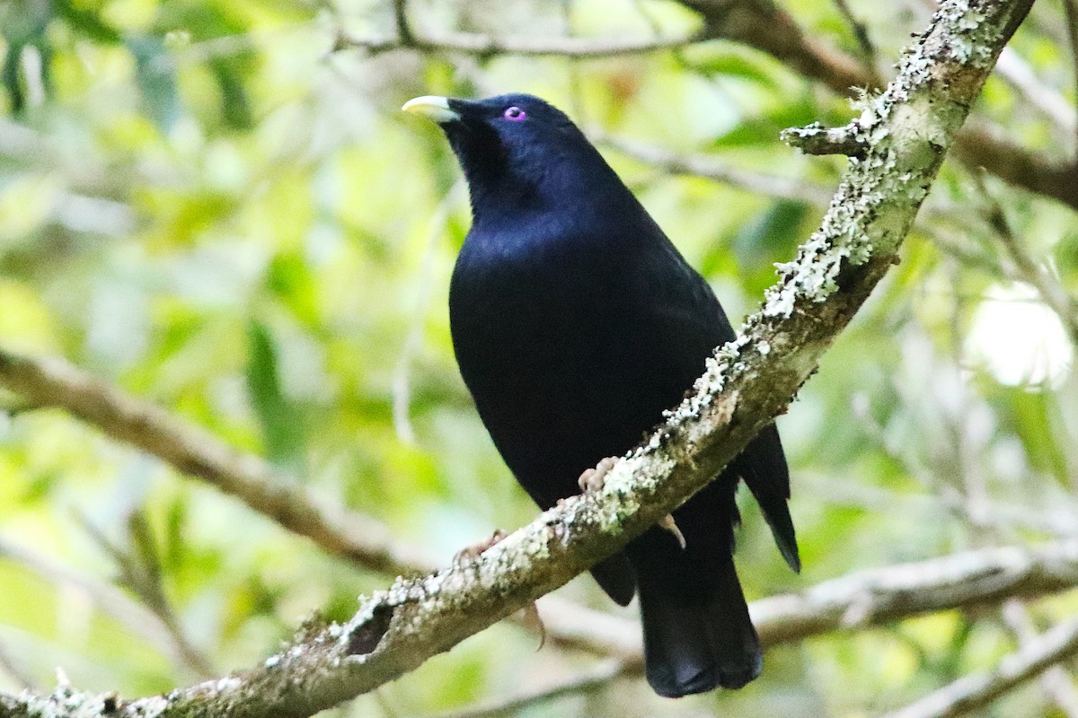 Satin Bowerbird - ML643129239