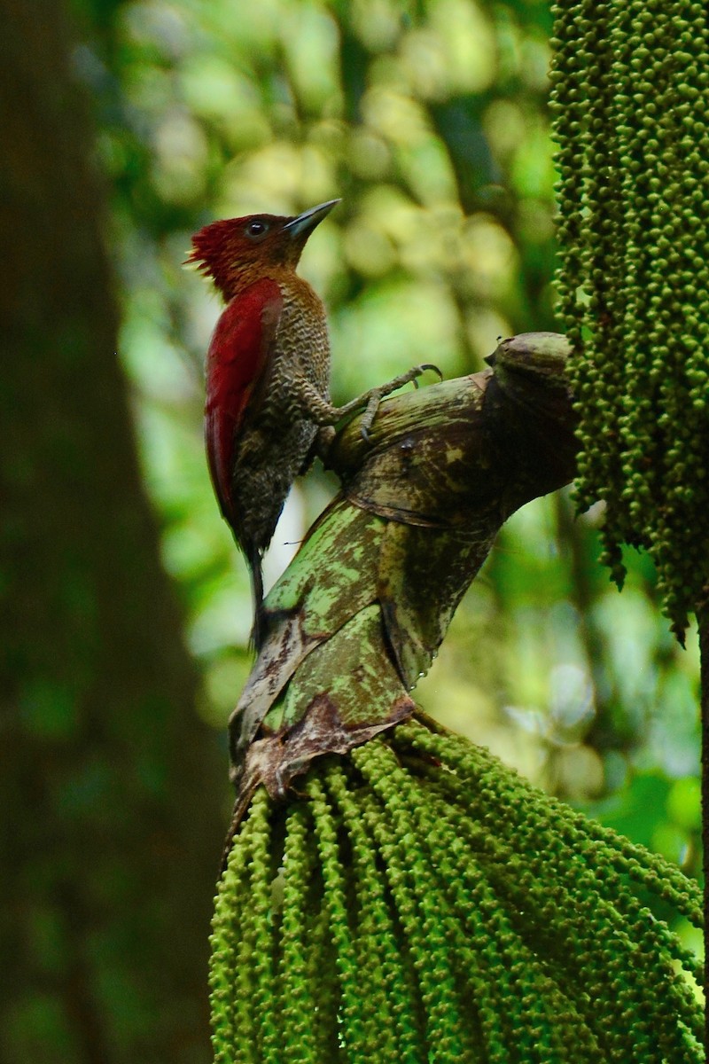 Mennigspecht - ML643129245