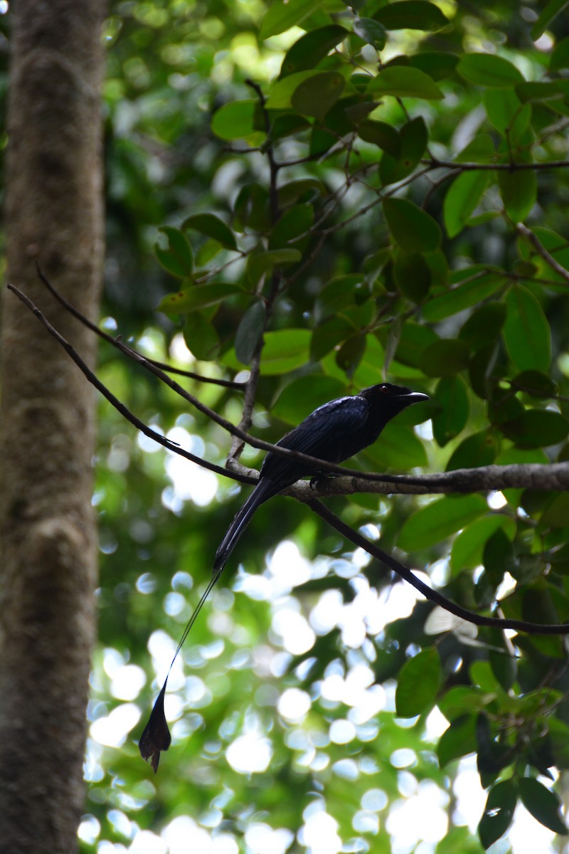 Greater Racket-tailed Drongo - ML643129256