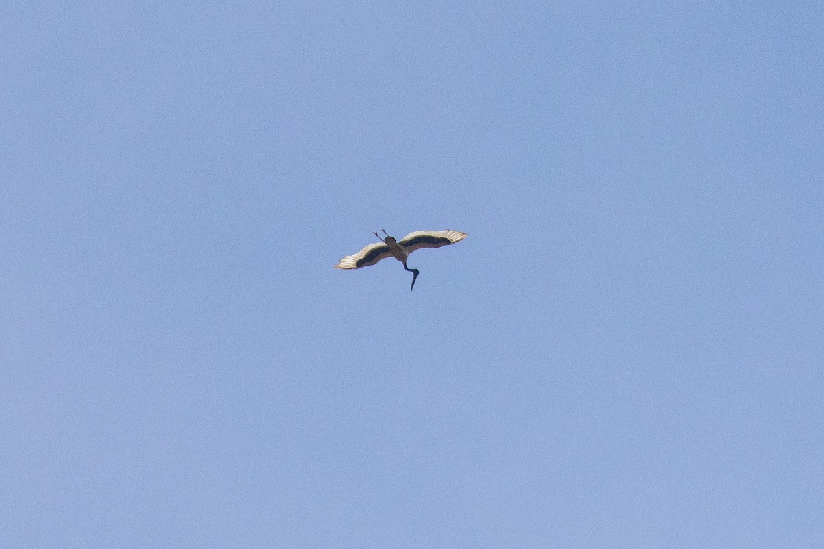 Jabiru d'Asie - ML643129257