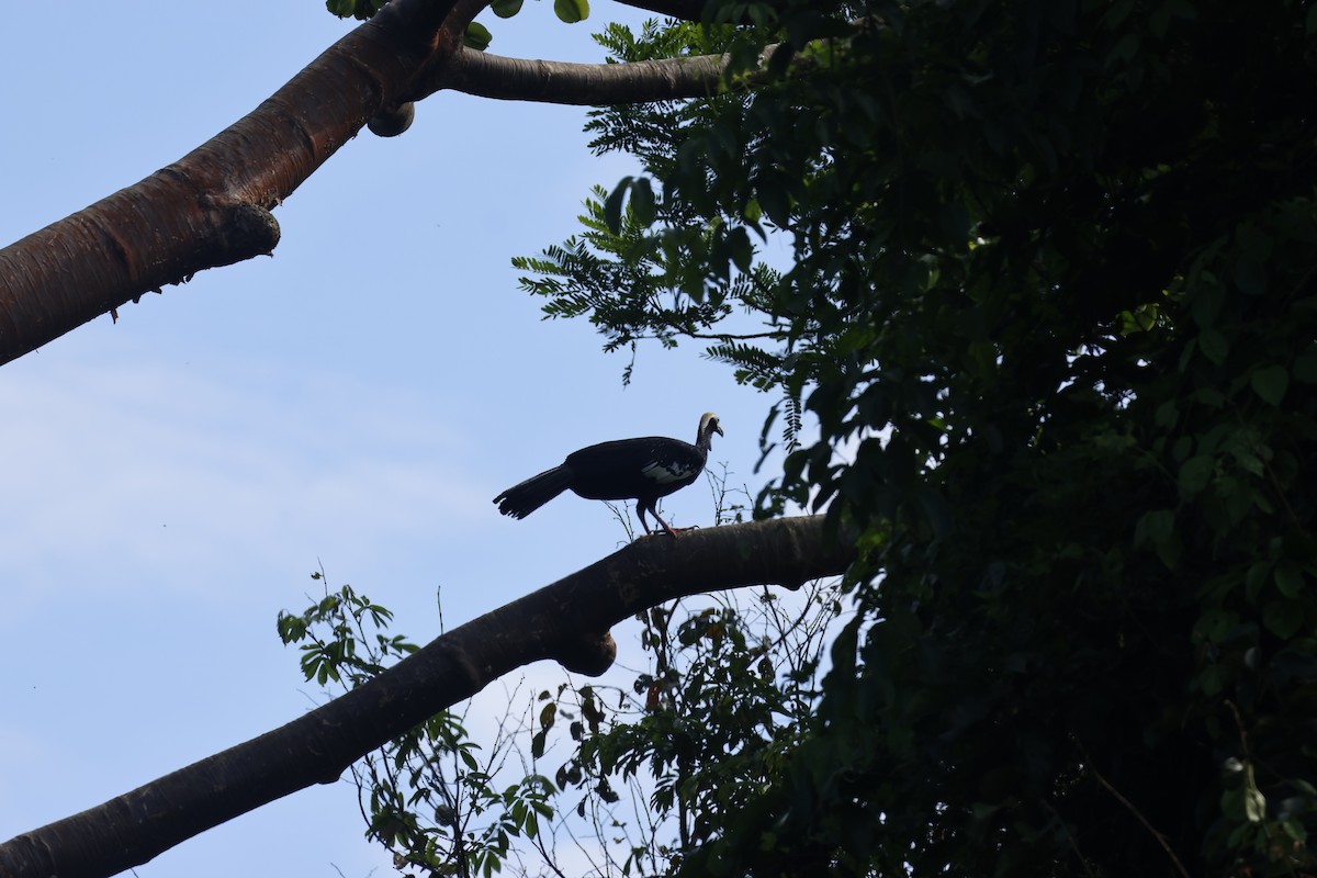 Blue-throated Piping-Guan - ML643129258