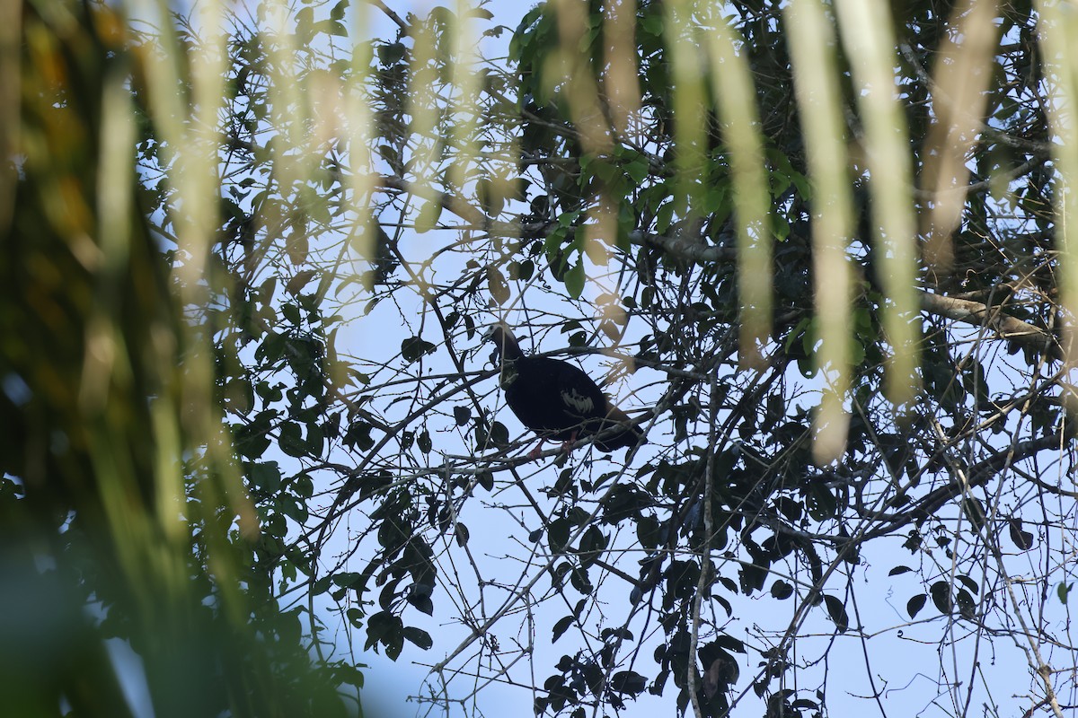 Blue-throated Piping-Guan - ML643129259