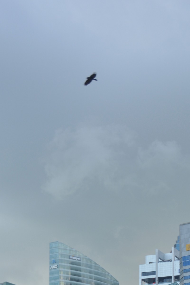 Large-billed Crow - ML643129261