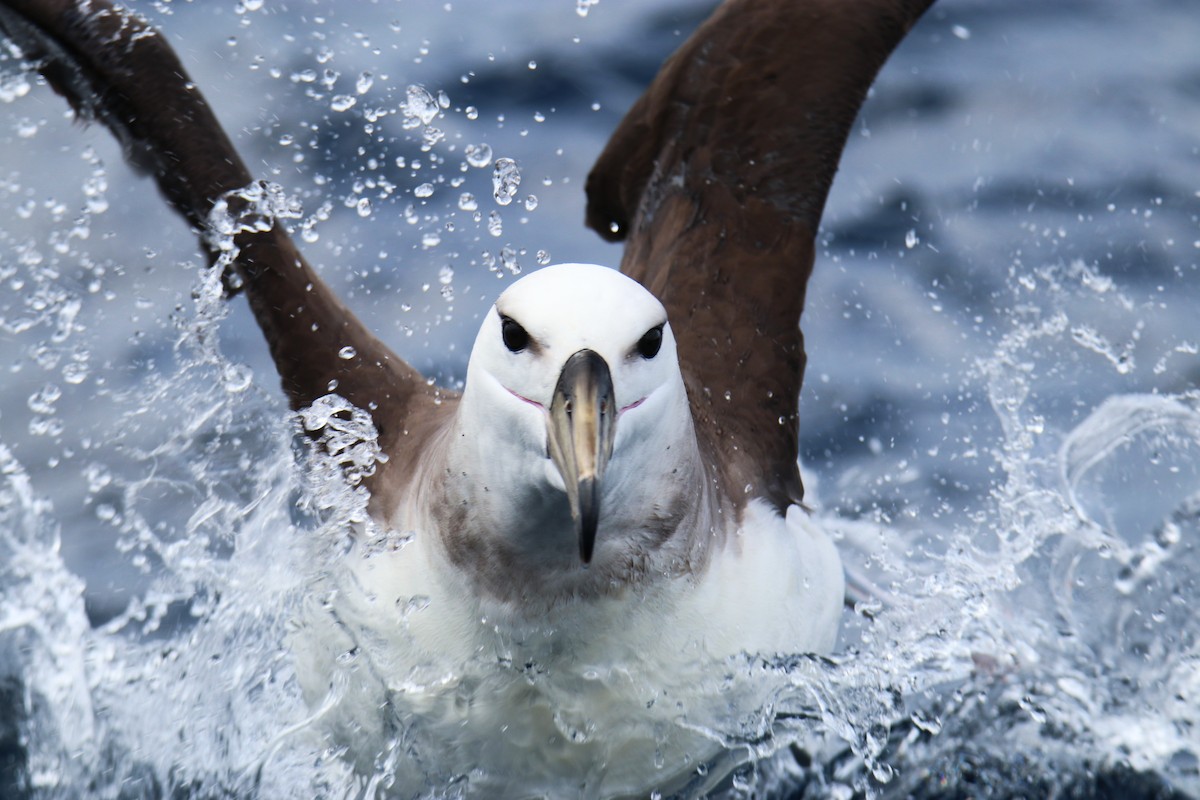 Black-browed Albatross - ML643129263