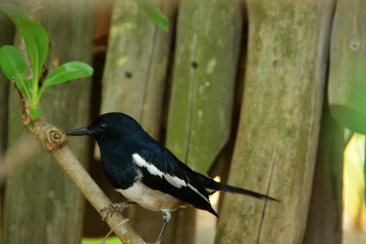 Oriental Magpie-Robin - ML643129264