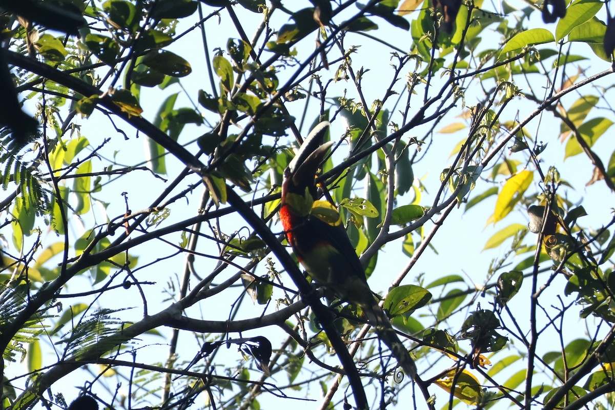 Ivory-billed Aracari - ML643129277