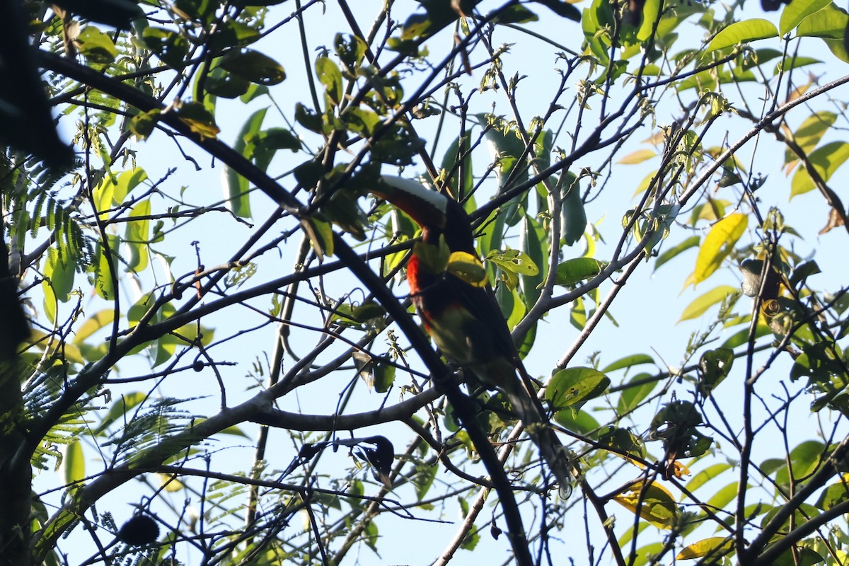 Ivory-billed Aracari - ML643129278