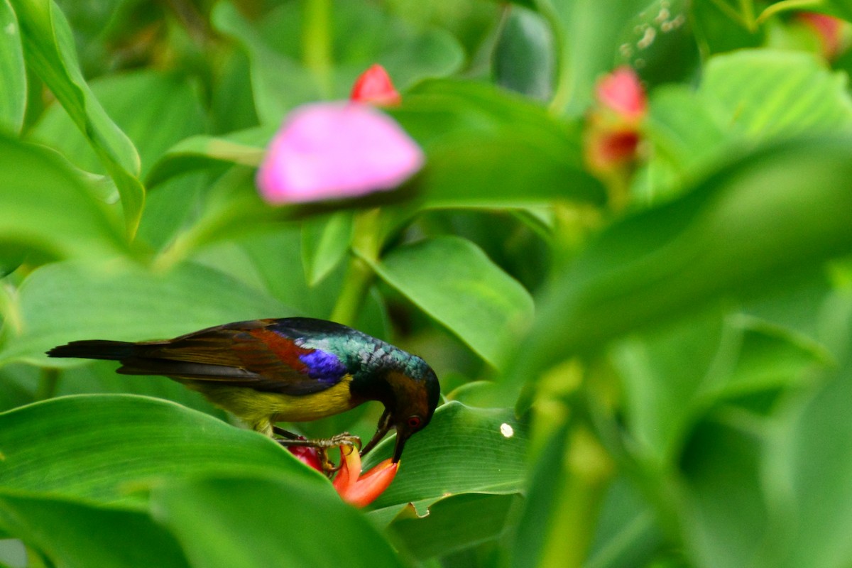 Brown-throated Sunbird - ML643129281