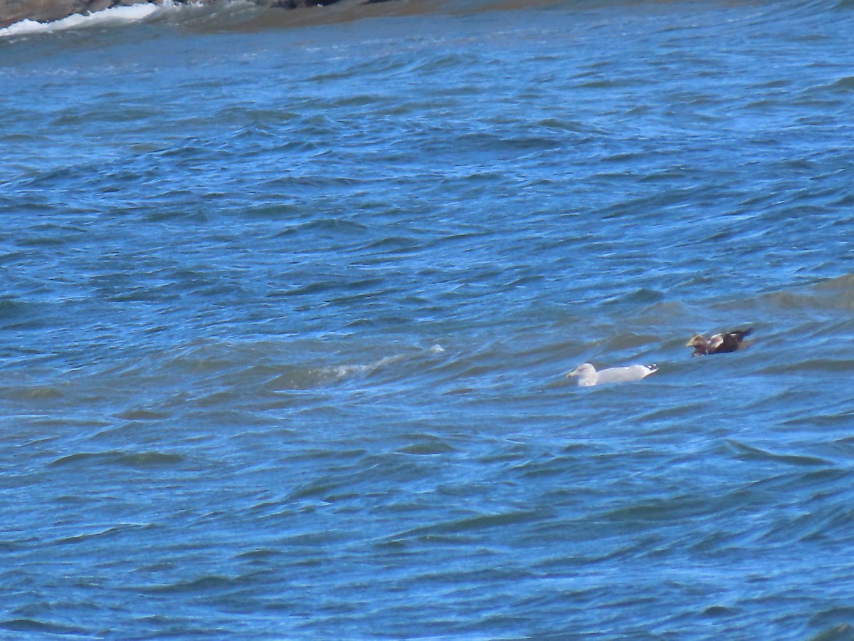 Common Eider - ML643129282