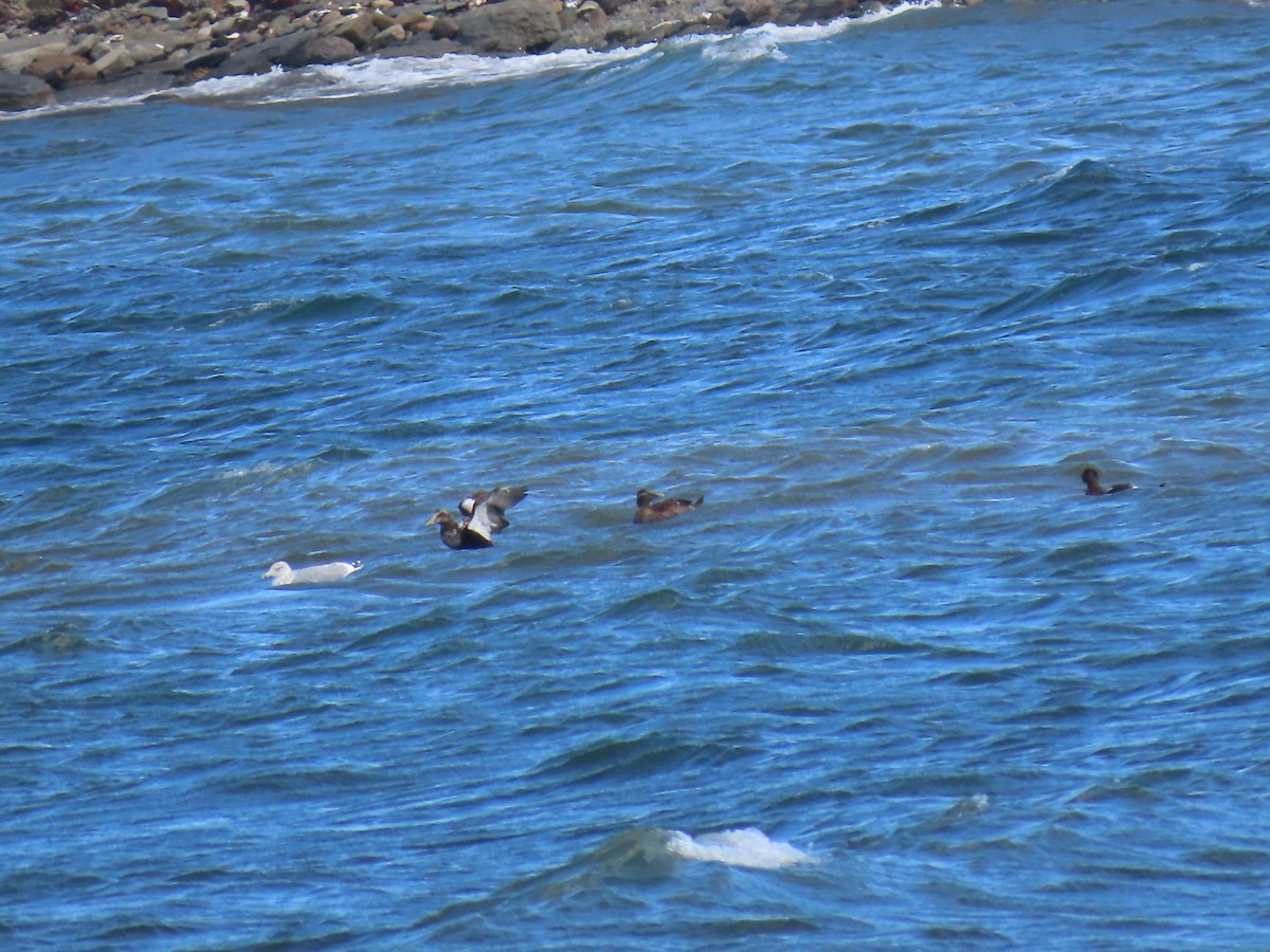 Common Eider - ML643129283
